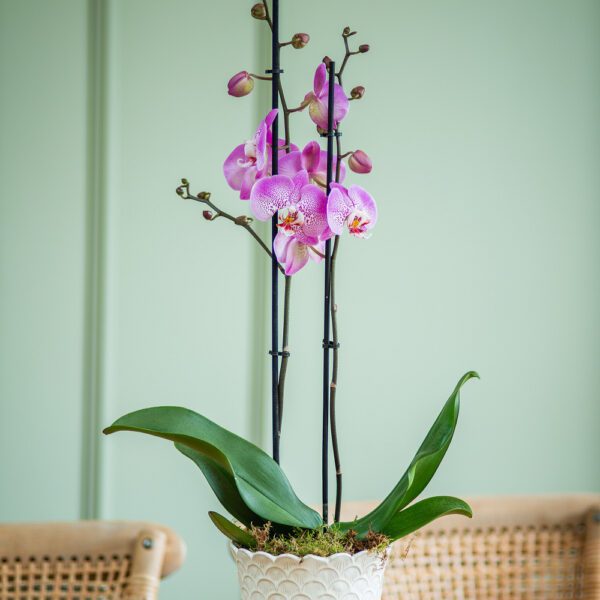 Double Stem Phalaenopsis in Ceramic Pot