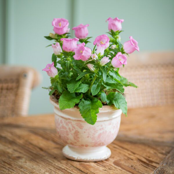 Pink Campanula in Ceramic Pot