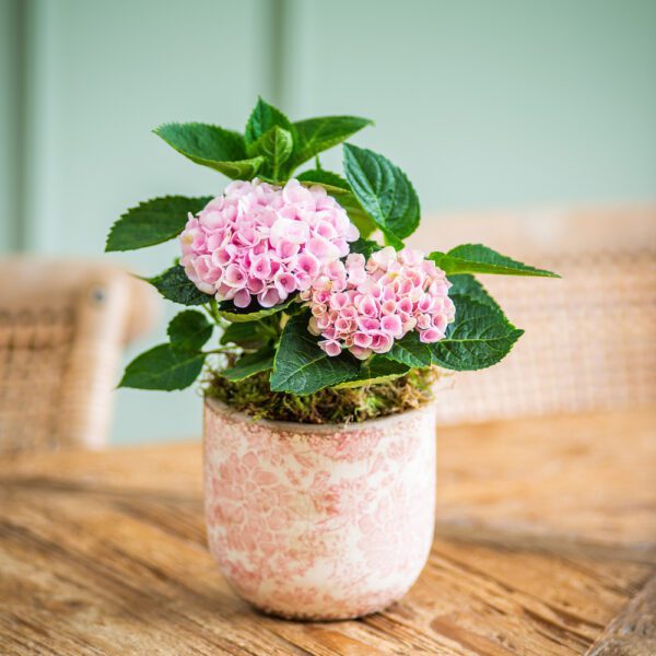 Pink Hydrangea in Ceramic Pot.