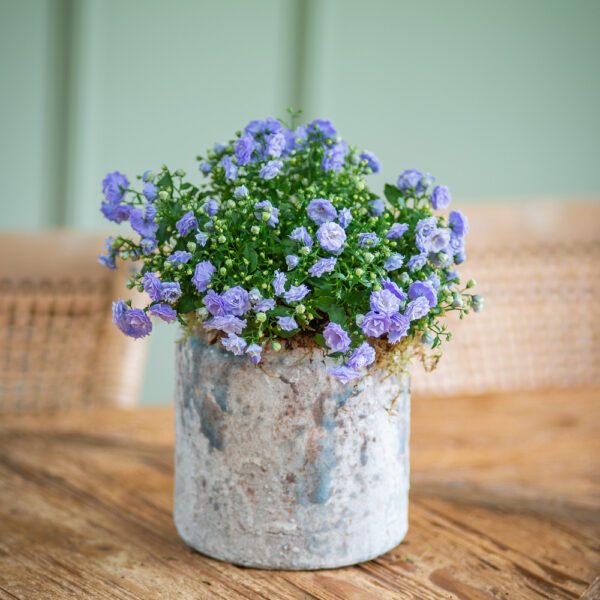 Blue Campanula in Ceramic Pot