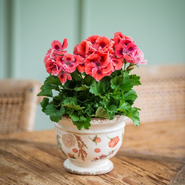 Deep Pink Pelargonium in Ceramic Pot