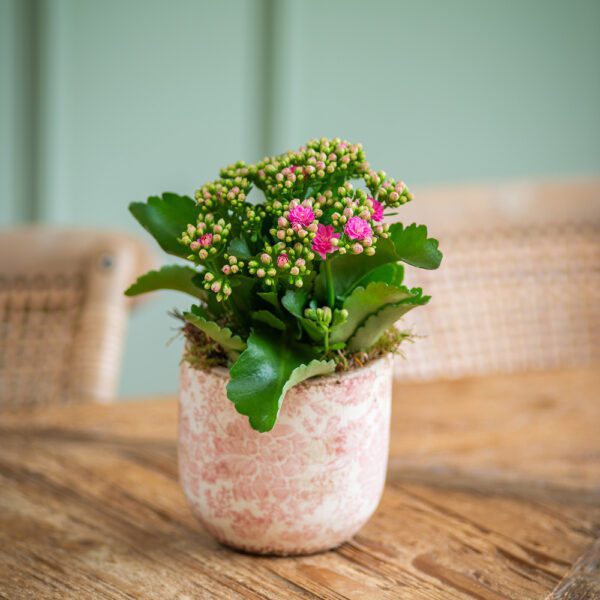 Kalanchoe in Ceramic Pot