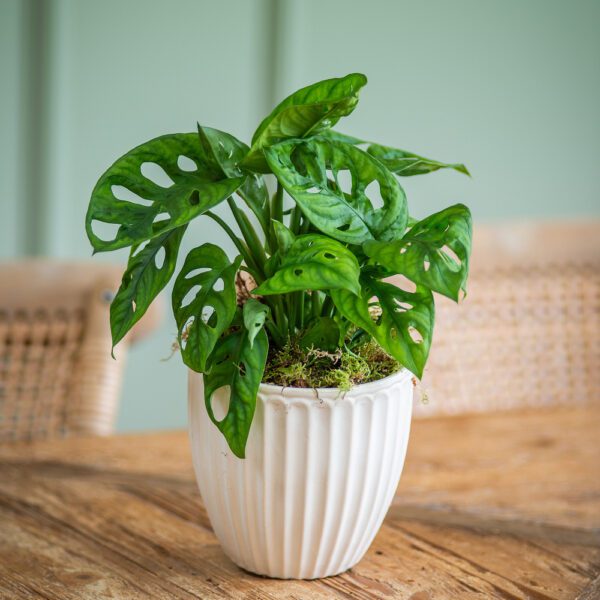 Monstera Plant in Ceramic Pot