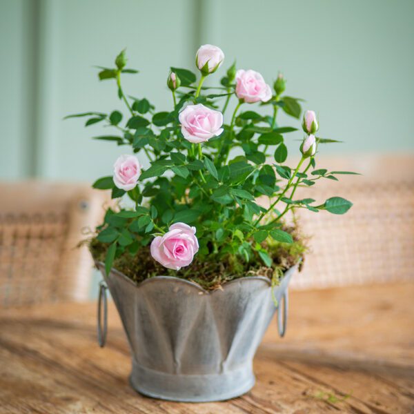 Pink Rose Plant in Zinc Container
