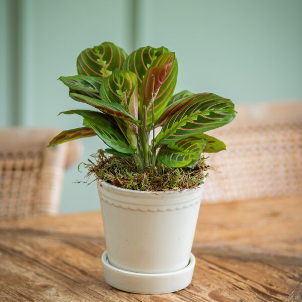 Prayer Plant in Ceramic Pot