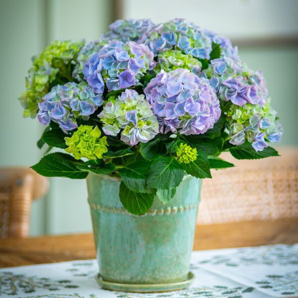 Blue Hydrangea Pot