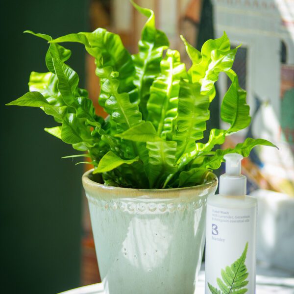 Crispy Wave Fern Pot
