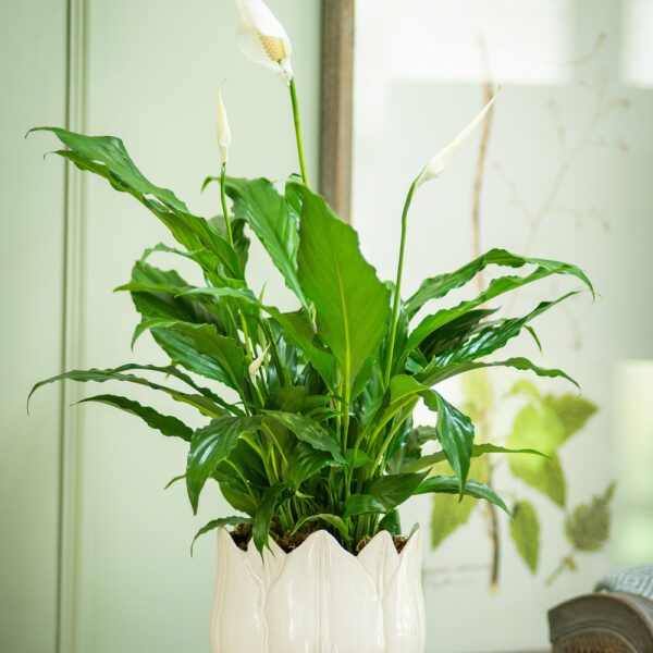 Peace Lilly Pot
