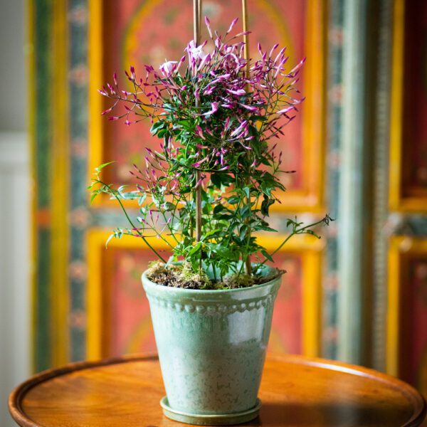 Pink Flowering Jasmine Pot