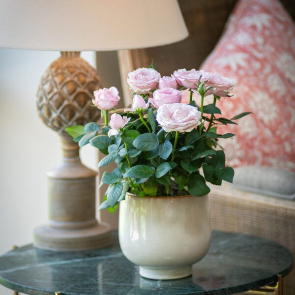 Pink Rose Pot