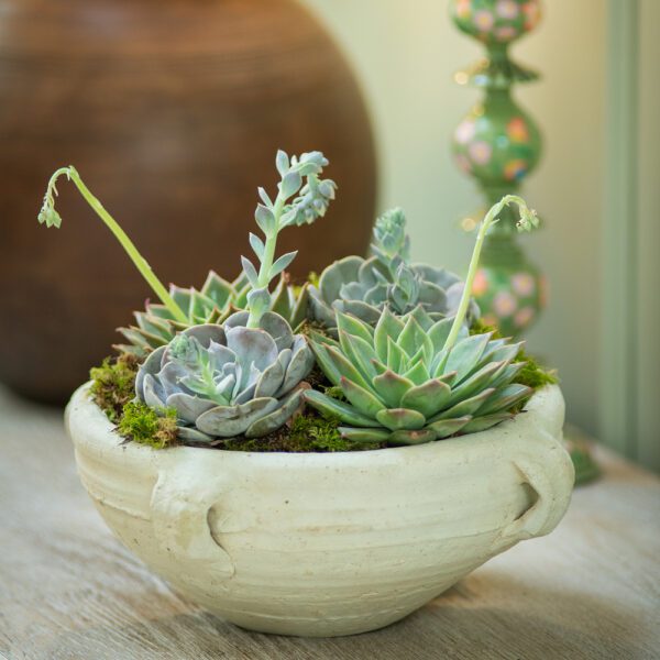 Terracotta Succulent Planter